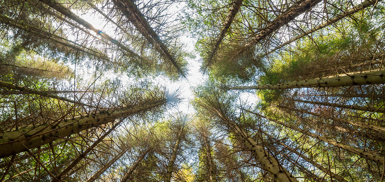Looking upwards in a forest of tall pine trees.