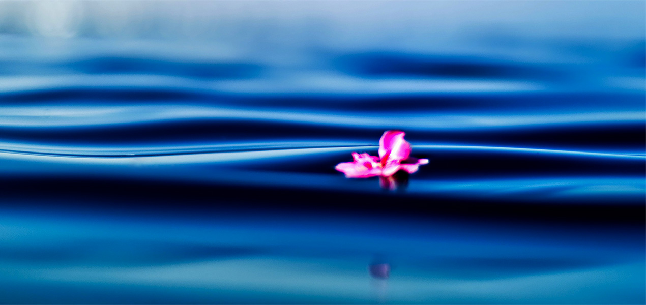 A single flower hovering above soft waves of water.