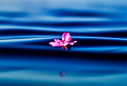 An illustration of a tree in the form of a human brain held by two hands.