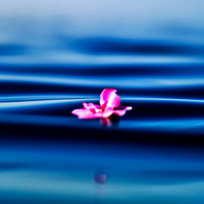 A single flower floating on a serene ocean wave.